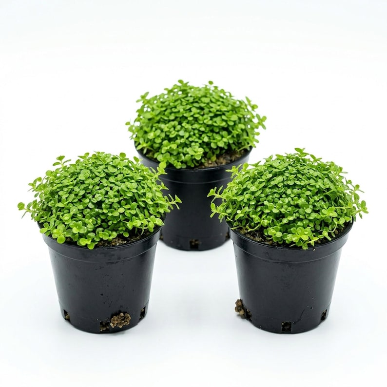 Monte Carlo Micranthemum Live Aquarium Plants | BUY 2 GET 1 FREE | Carpet Aquascape image 6