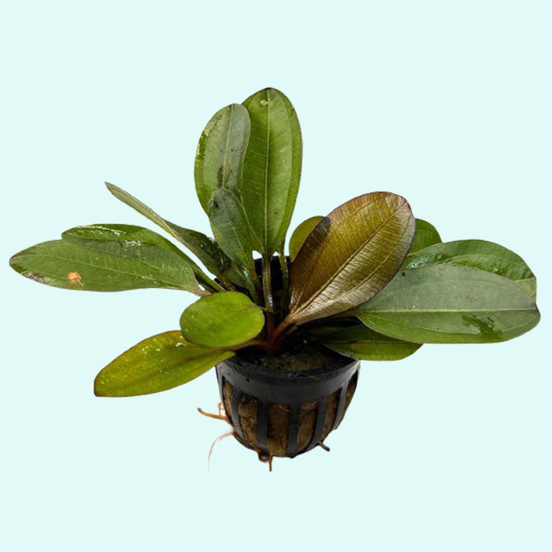 Amazon Sword Echinodorus Kleiner Bar BEGINNER Live Aquarium Plants Fresh Water Aquariym Plants Buy2 Get1 Free Free Shipping image 9