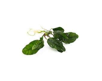 Anubias Barteri Coffeefolia: Live Aquarium Plant - BUY 2 GET 1 FREE