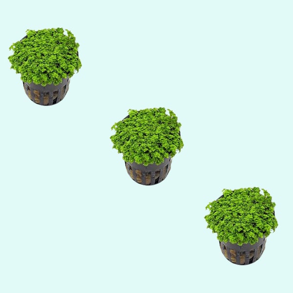 3 Pack Dwarf Baby Tears Micranthemum Potted | Live Aquarium Plants | BUY 2 GET 1 FREE | Free Shipping