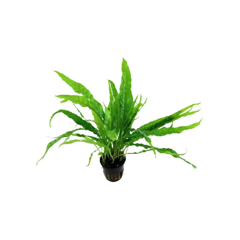 Java Fern Microsorum Pteropus: Live Aquarium Bare Root Plant - BUY 2 GET 1 FREE image 1