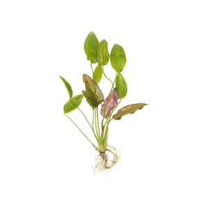 Echinodorus Oriental Sword: Live Freshwater Aquarium Plant - Easy Care, BUY 2 GET 1 FREE