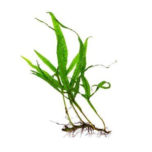 Java Fern Microsorum Pteropus Large Aquarium Plant, Low Light, Easy Care, No CO2, Buy 2 Get 1 Free