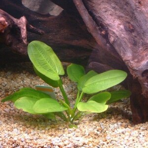 Radican Sword Echinodorus Cordifolius Fresh Water Aquatic Plants Easy AQUARIUM PLANTS Buy2 Get1 Free image 5
