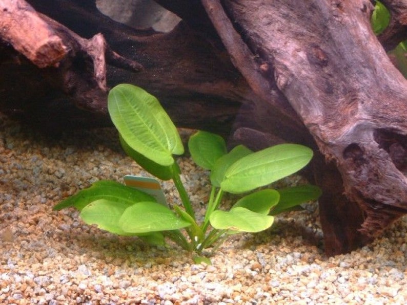 Radican Sword Echinodorus Cordifolius Fresh Water Aquatic Plants Easy AQUARIUM PLANTS Buy2 Get1 Free image 5