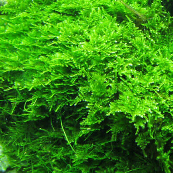 Java Moss Portion in 4 Oz Cup and Java Moss Mat - Qatar