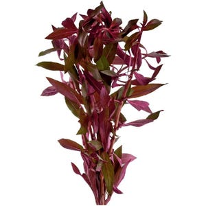 Ludwigia Repens Dark Red: Live Aquarium Plant 3-Pack - BUY 2 GET 1 FREE