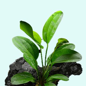 Amazon Sword Echinodorus Kleiner Bar BEGINNER Live Aquarium Plants Fresh Water Aquariym Plants Buy2 Get1 Free Free Shipping image 3