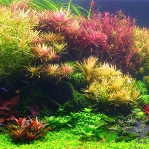 Aquarium Plant Essentials Bundle - Hard To Kill
