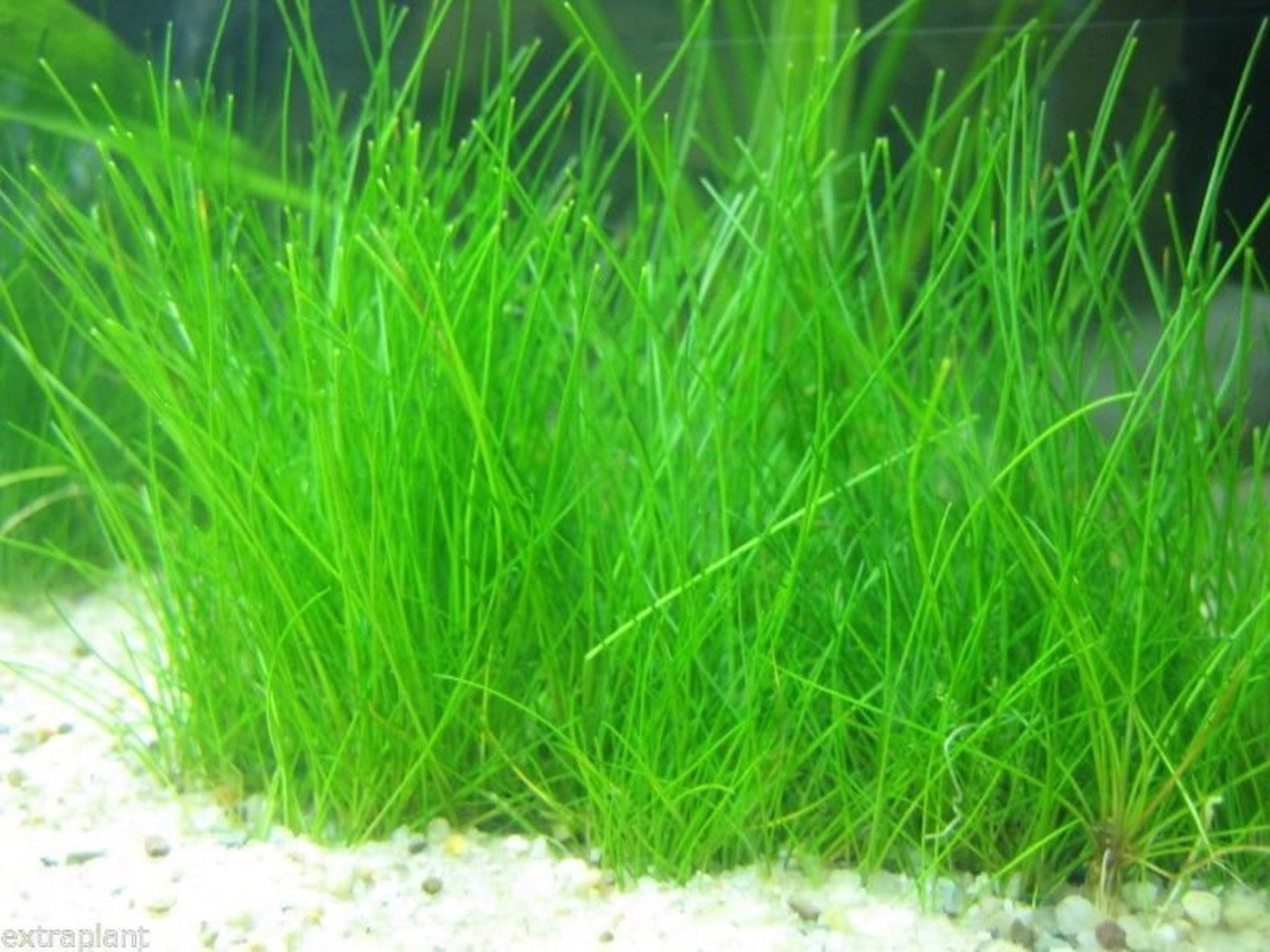 Dwarf Hairgrass Clump Eleocharis Parvula Live Aquarium Aquatic Etsy