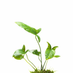 Anubias Gigantea: Live Aquarium Plant, Easy-Care Aquatic Decor - BUY 2 GET 1 FREE