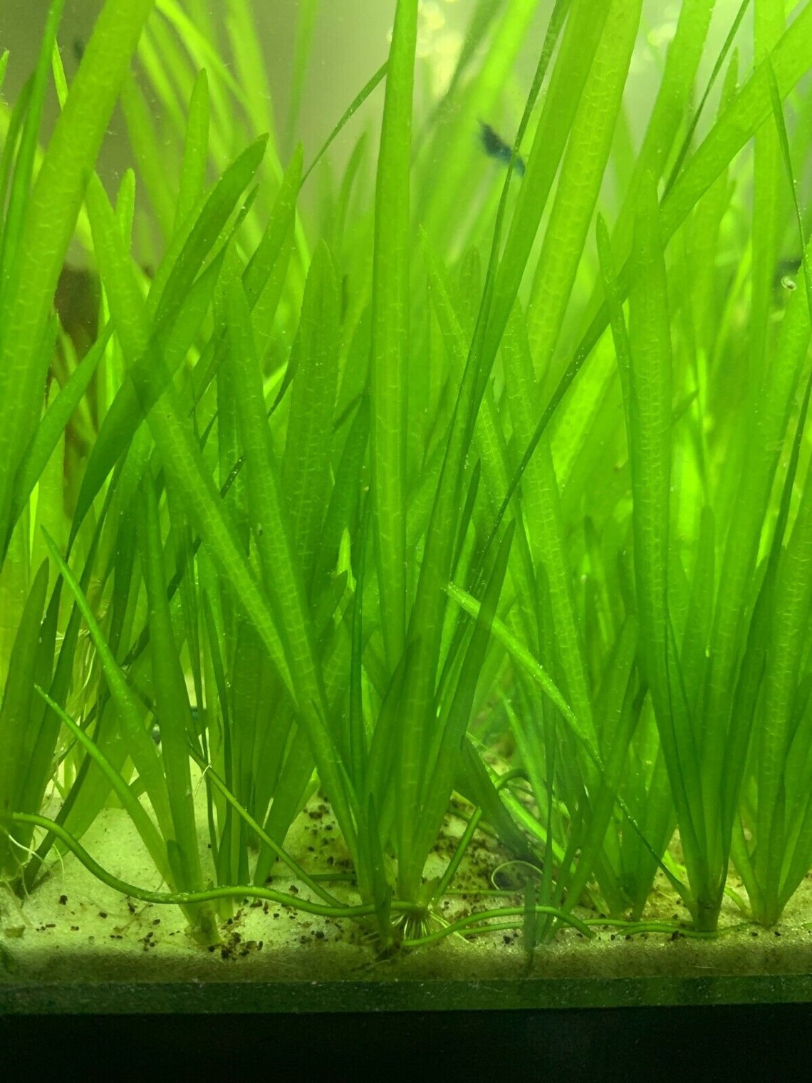 Easy AQUARIUM PLANTS Jungle Vallisneria Bunch Etsy