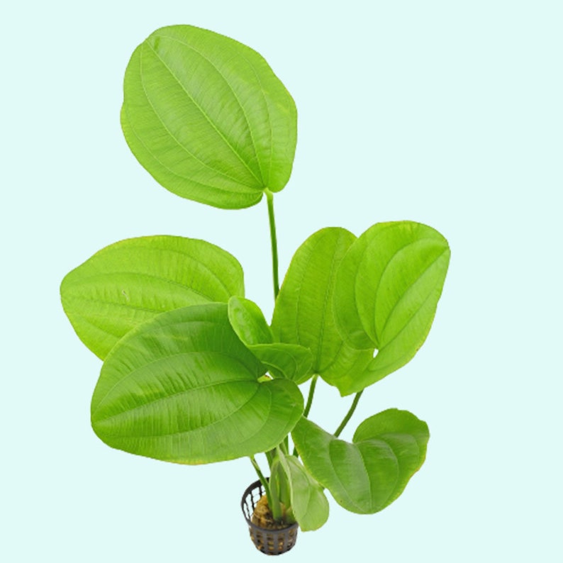 Radican Sword Echinodorus Cordifolius Fresh Water Aquatic Plants Easy AQUARIUM PLANTS Buy2 Get1 Free image 4