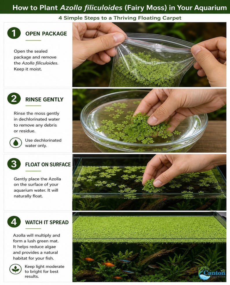 Azolla Filiculoides 