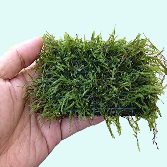 Greenpro L Java Moss Balls Vesicularia Dubyana US Grow Live -  Australia
