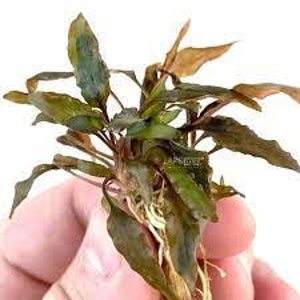 Cryptocoryne Wendtii Brown Small Live Aquarium Plants BUY 2 GET 1 FREE Free Shipping image 8