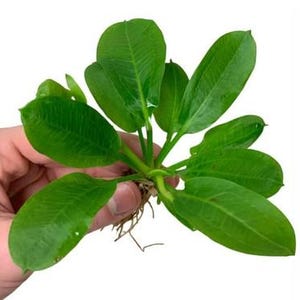 BUY 2 GET 1 FREE | Echinodorus Rosette Sword Amazon Plant Live Aquarium Plants