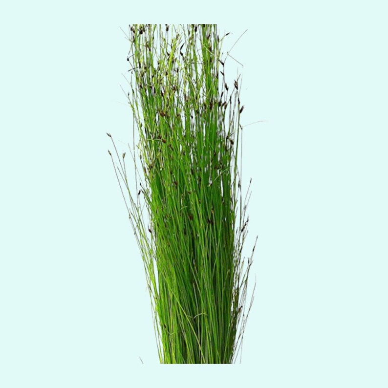 Hairgrass Eleocharis Vivipara BEGINNER Live Aquarium Plants Fresh Water Aquatci Grass Buy2 Get1 Free Free Shipping image 1