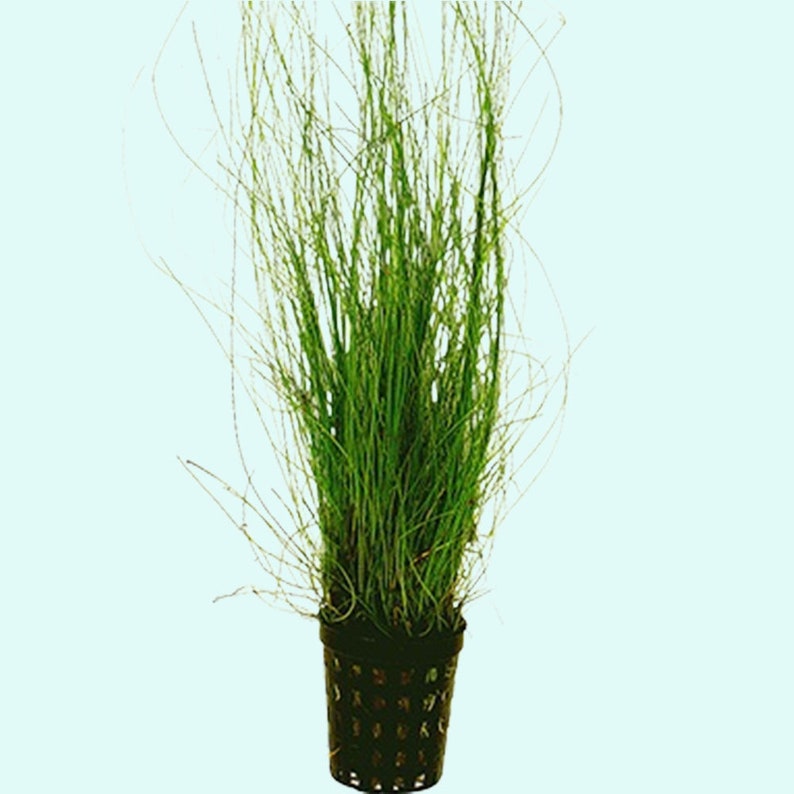 Hairgrass Eleocharis Vivipara BEGINNER Live Aquarium Plants Fresh Water Aquatci Grass Buy2 Get1 Free Free Shipping image 8