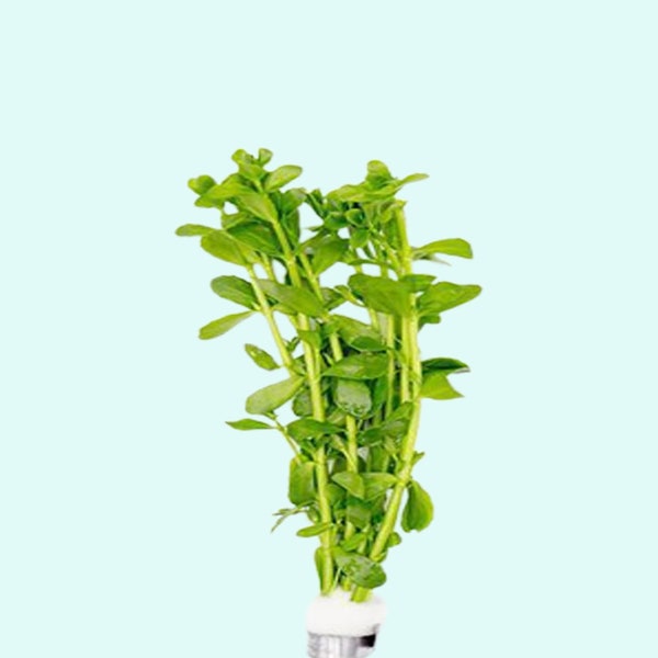 MoneyWort Bacopa (Monnieri) | Easy AQUARIUM PLANTS  | Fresh Water Aquatic Plants For Aquarium Decorations | Buy2 Get1 Free | Free Shipping