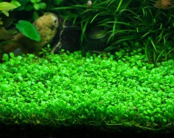 Pearl Weed Hemianthus Micranthemoides Live Aquarium Plant