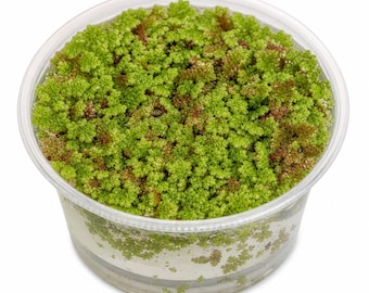 Azolla Fairy Moss Live Floating Plant for Aquarium or Pond, Buy Two Get One Free