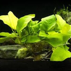 Anubias Barteri Nana Bare Root Small Live Aquarium Plants Fresh Water Aquatic Plants BUY 2 GET 1 FREE Free Shipping image 6