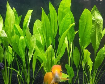 Fish Tank Artificial Green Plastic Plants For Decorations Ruix Aquarium Plants