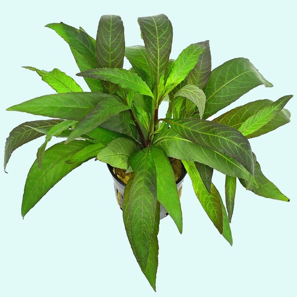 Hygro Blue (Hygrophila Salcifolia) | Aquarium Decoration| BEGINNER | Live Aquarium Plants |  Buy2 Get1 Free | Free Shipping