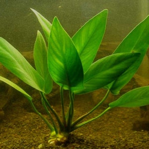 Anubias Hastifolia Bare Root Live Aquarium Plants Easy to Maintain and Long Lasting Aquatic Plants Free Shipping BUY 2 GET 1 FREE image 2