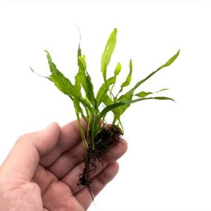 Java Fern Microsorum Pteropus: Live Aquarium Plant - BUY 2 GET 1 FREE