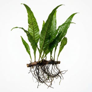 Java Fern Microsorum Pteropus Live Aquarium Plant, Low Light Freshwater Decor