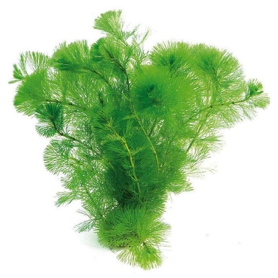 live plants aquarium online