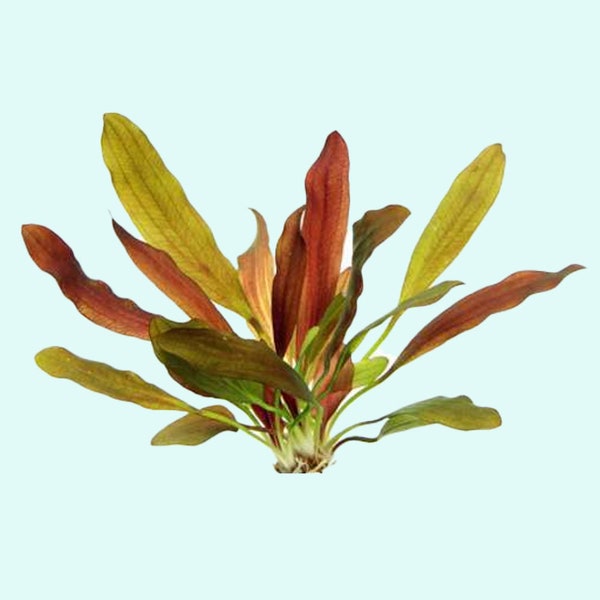 Amazon Sword Echinodorus Red Rubin | Live Aquarium Plants | BUY 2 GET 1 FREE | Free Shipping