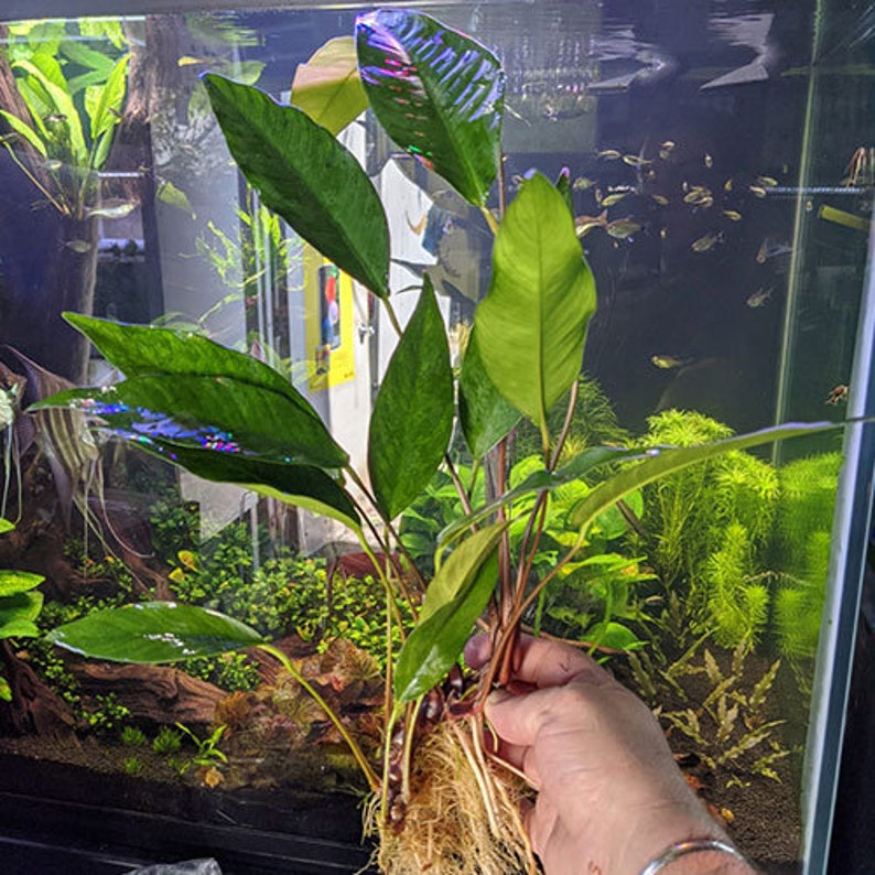 Anubias Hastifolia Bare Root Live Aquarium Plants Easy to Maintain and Long Lasting Aquatic Plants Free Shipping BUY 2 GET 1 FREE image 5
