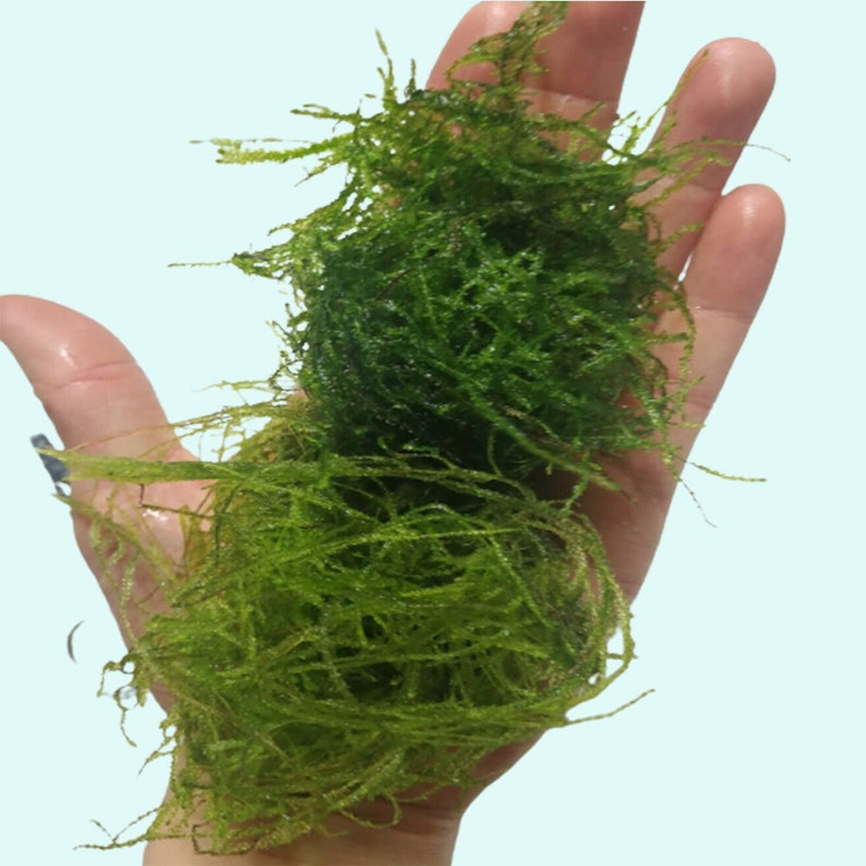 Weeping Moss Vesicularia Ferriei Live Aquarium Plants Fresh Water Aquatic Plants Fish Friendly PlantsBUY 2 GET 1 FREE Free Shipping immagine 2