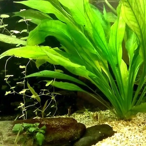 Amazon Sword Echinodorus Bleheri Medium Live Aquarium Plants Plants for Natural Aquarium Landscapes Buy2 Get1 Free Free Shipping image 7