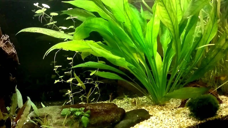 Amazon Sword Echinodorus Bleheri Medium Live Aquarium Plants Plants for Natural Aquarium Landscapes Buy2 Get1 Free Free Shipping image 7