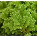 see more listings in the Live Rooted Plants section