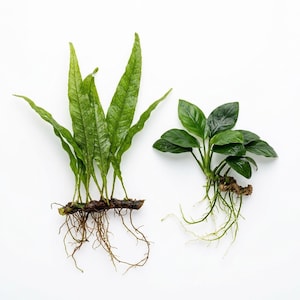 Java Fern & Anubias Nana (Microsorum Pteropus, Anubias Barteri) | Live Freshwater Aquarium Plants | Free Shipping - Buy Two Get One Free