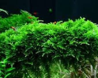 Christmas Moss Vesicularia Portion | Live Aquarium Plants | Fresh Water Aquatic Plants For Aquarium Decor| Free Shipping | BUY 2 GET 1 FREE