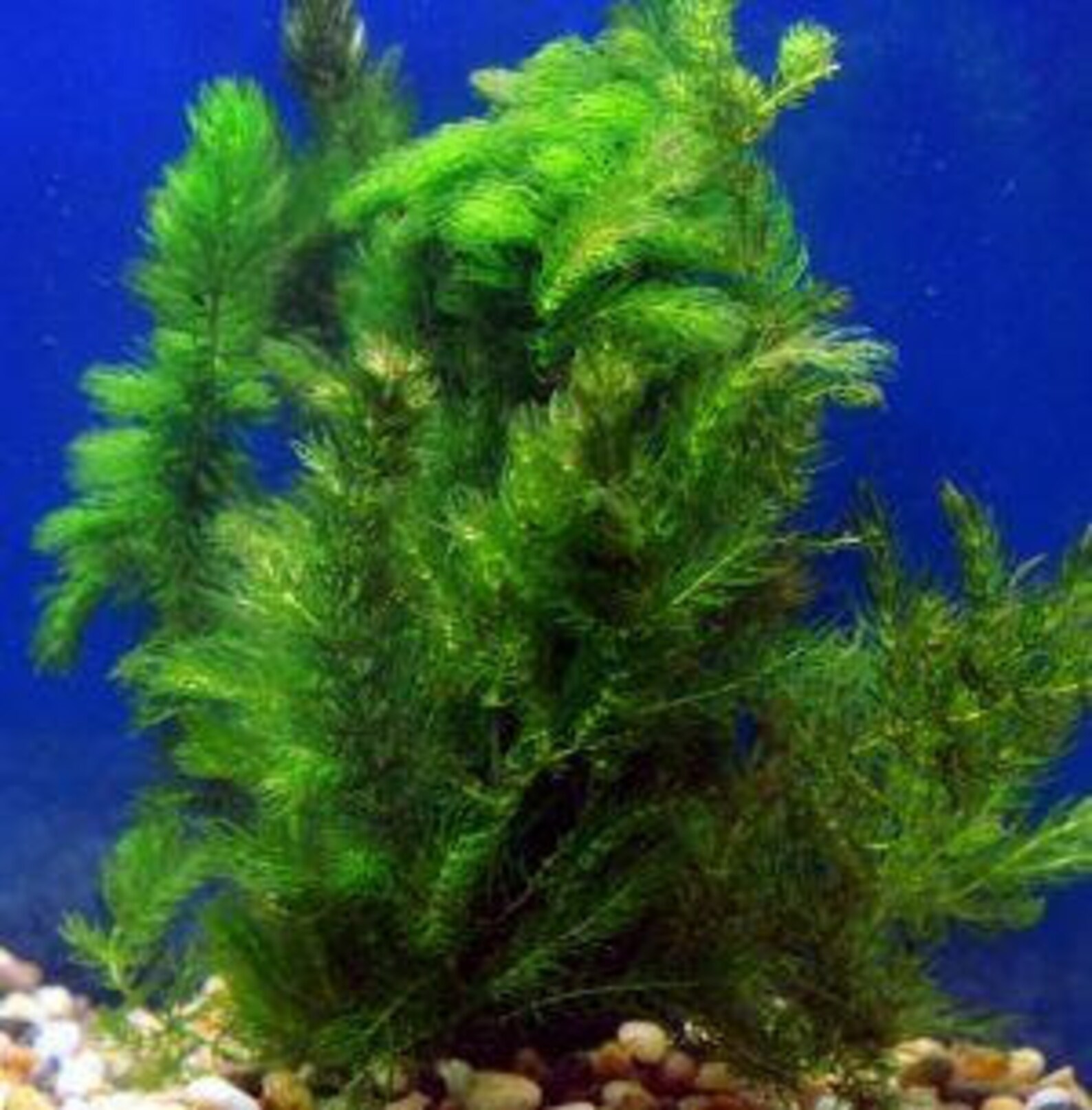 BUY2 GET1 FREE Hornwort Coontail Bunch 23 Stems Live Etsy