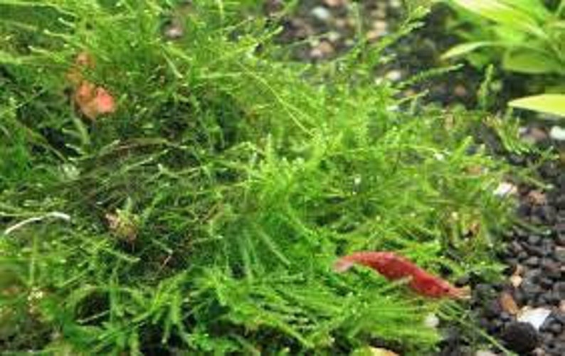 Flame Moss Taxiphyllum 'Flame' 2 Ounce Cup Live Aquarium Plants BUY 2 GET 1 FREE Free Shipping image 6