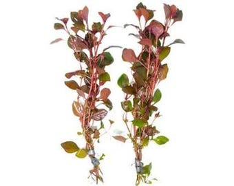 Ludwigia Repens Super Red Mini 2"Pot