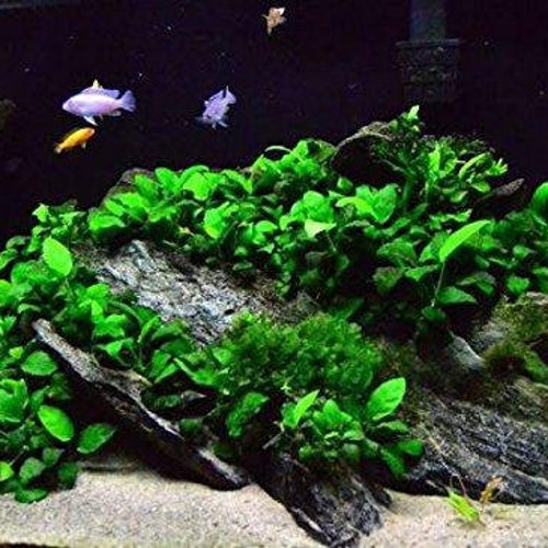 BEGINNER | Live Aquarium shops Plants | ANUBIAS On Lava Rock (Small Lava Rock) | Buy2 Get1 Free | Free Shipping