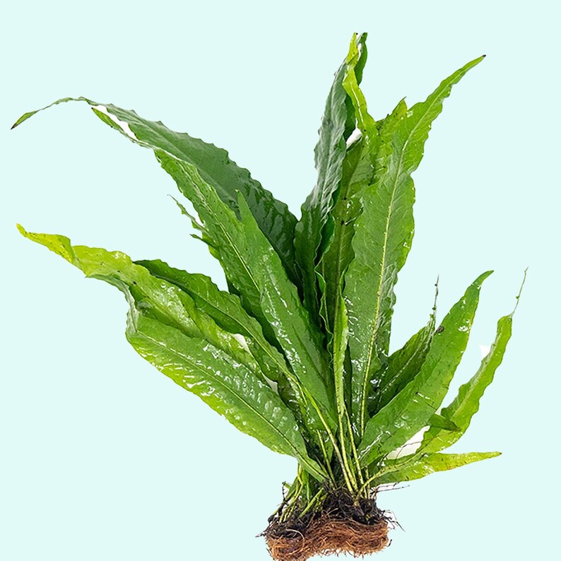 BUY 2 GET 1 FREE Java Fern Microsorum Pteropus 1 Plant Potted Live Aquarium Plants Free Shipping image 3