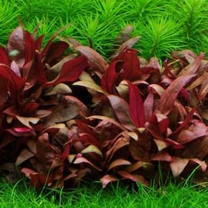 Tropica Alternanthera reineckii Live Aquarium Plant - Tissue Culture 1-2-Grow!