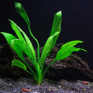 Amazon Sword Echinodorus Bleheri Live Aquarium Aquatic Plants Free Shipping image 4
