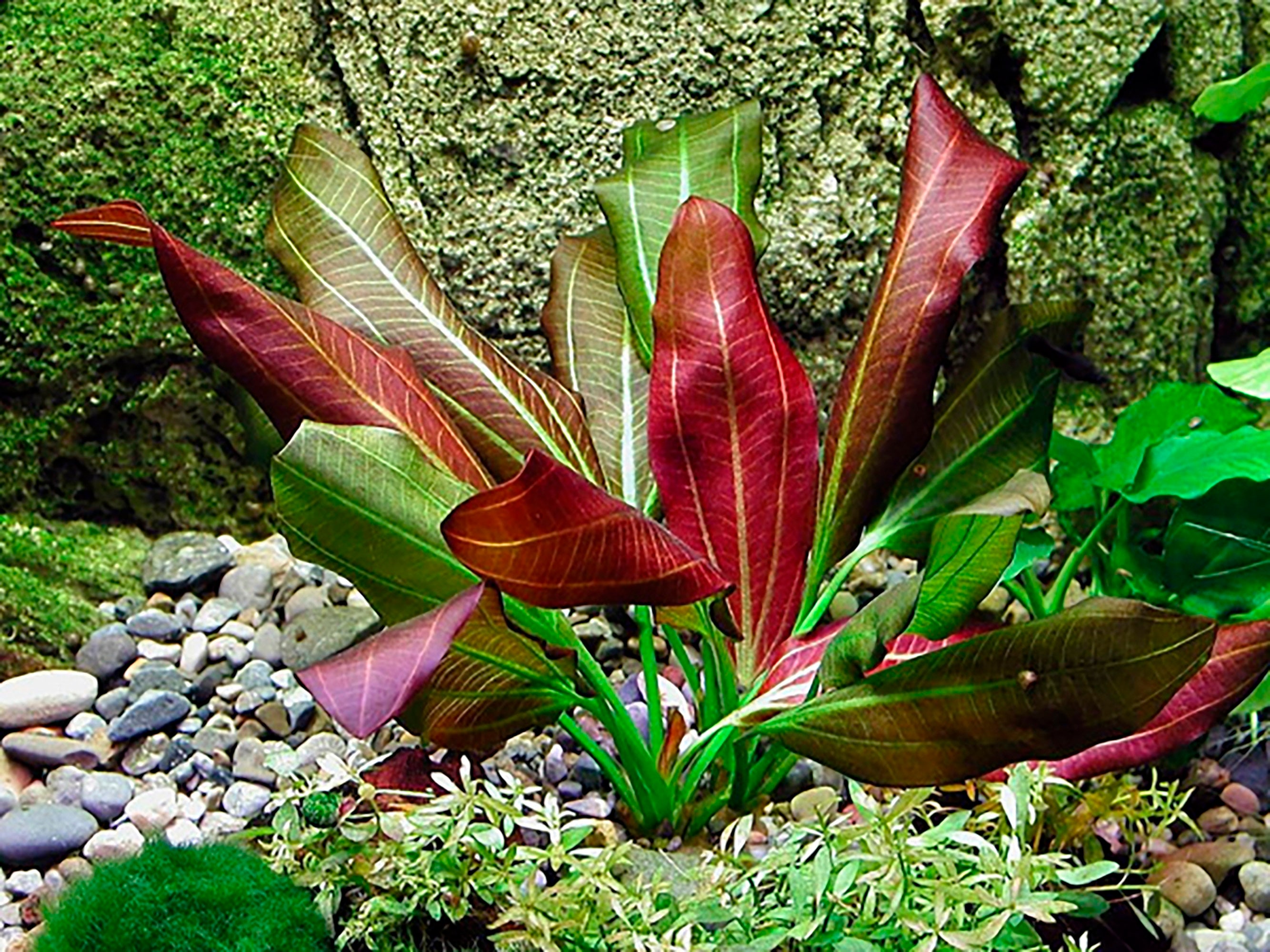 EZ2GROW Live Aquarium Plant Amazon Sword Echinodorus Red Etsy