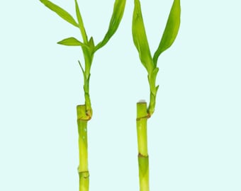 Lucky Bamboo Plant Straight Dracaena Sanderiana | Aquarium Plants | Promote High Water Quality | Set of 2 | BUY 2 GET 1 FREE | Free Shipping